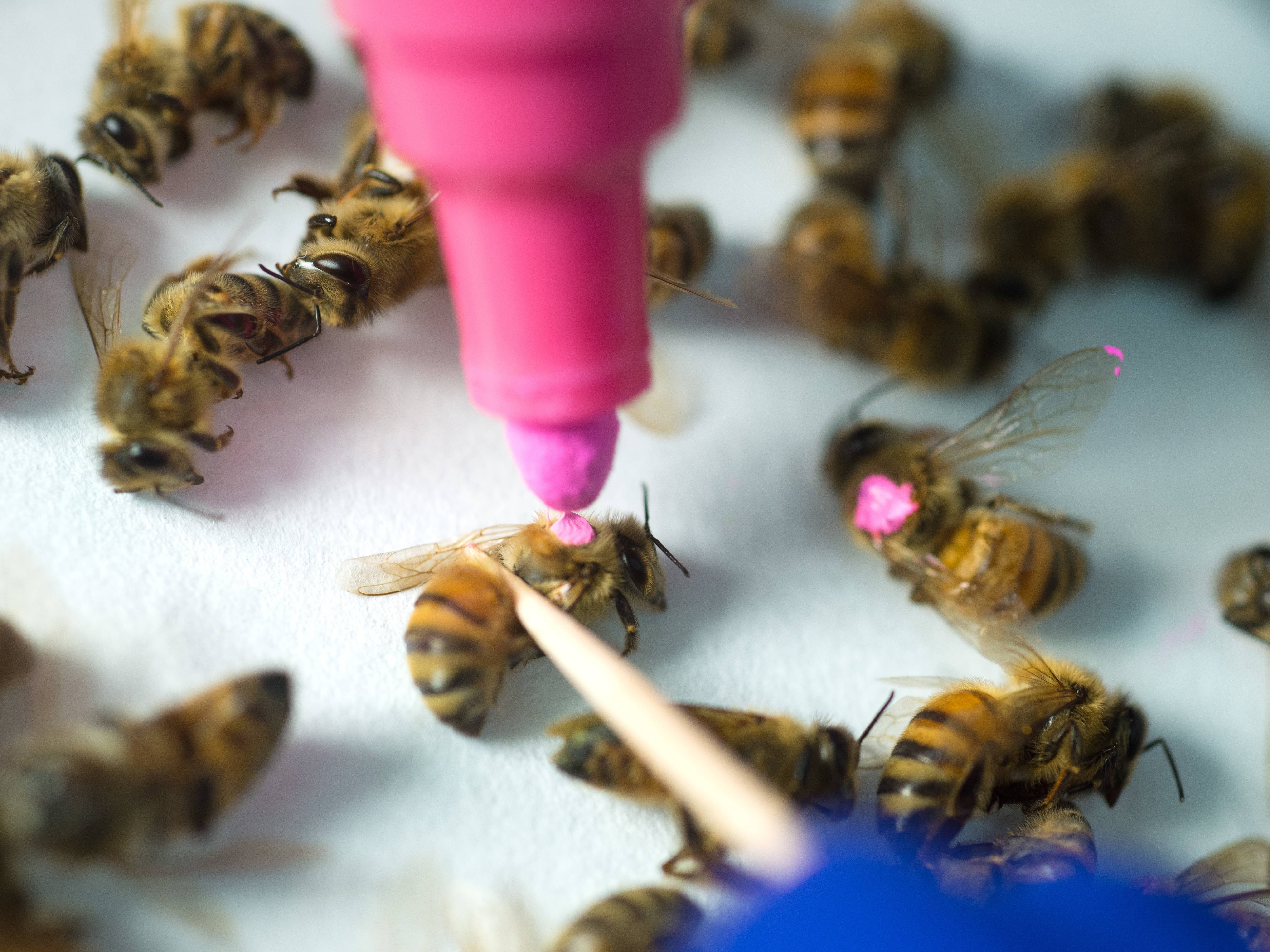 Что будет, если не будет пчел на земле: если они все погибнут или ослабнут, причины вымирания