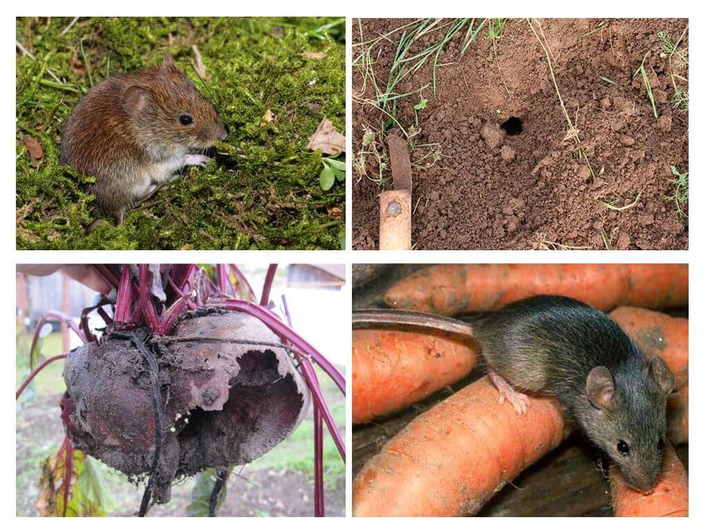 Крыса черная | справочник пестициды.ru