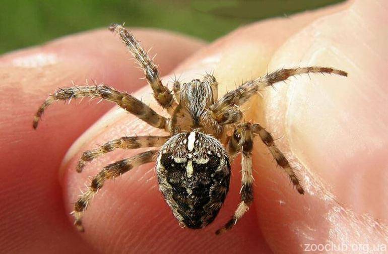 Паук-крестовик: опасен ли он для человека? фото и особенности паука