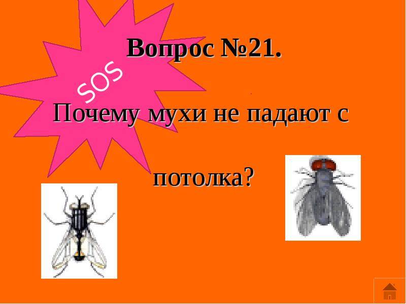 Как муха садится и держится на потолок, почему не падает?