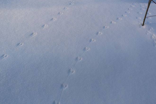 Следы крысы на снегу - фото и описание следов