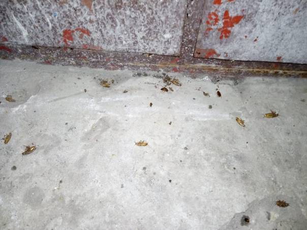 Что делать, если от соседей ползут тараканы, куда жаловаться