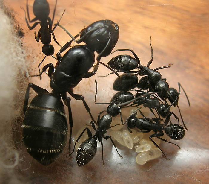 Черный муравей-древоточец: фото, образ жизни и способы борьбы