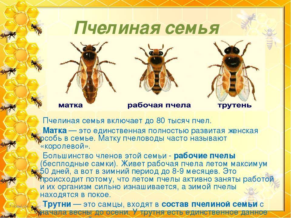 Зачем нужны осы в природе