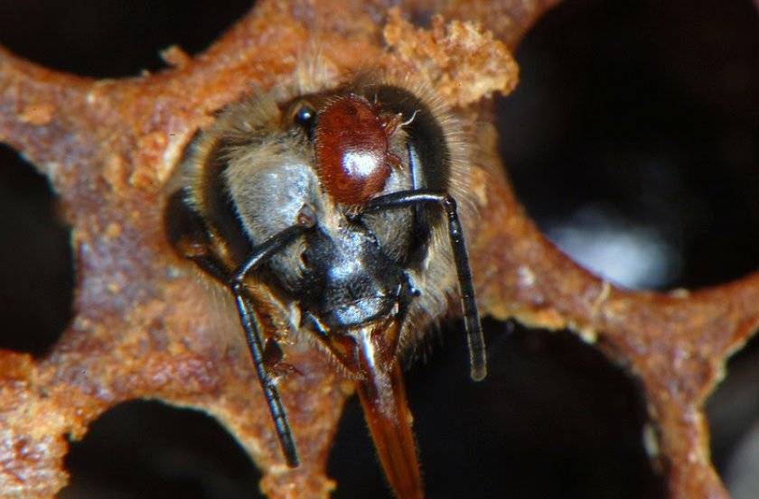 Клещ варроа — описание, заражение, признаки, способы борьбы. развитие клеща варроа у пчел и метод борьбы с ним