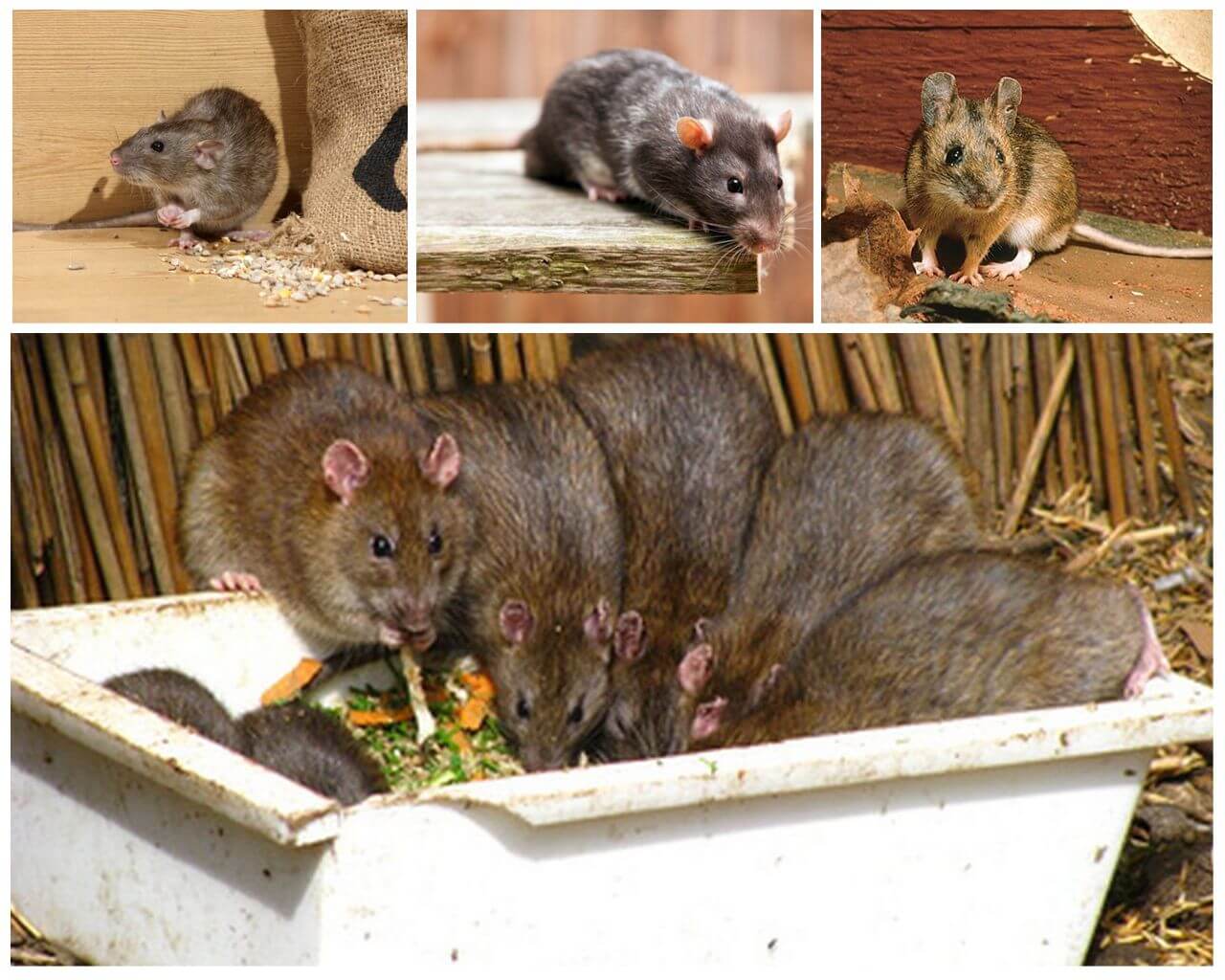 Как отличить мышь от крысы: внешние признаки грызунов, в чем разница.