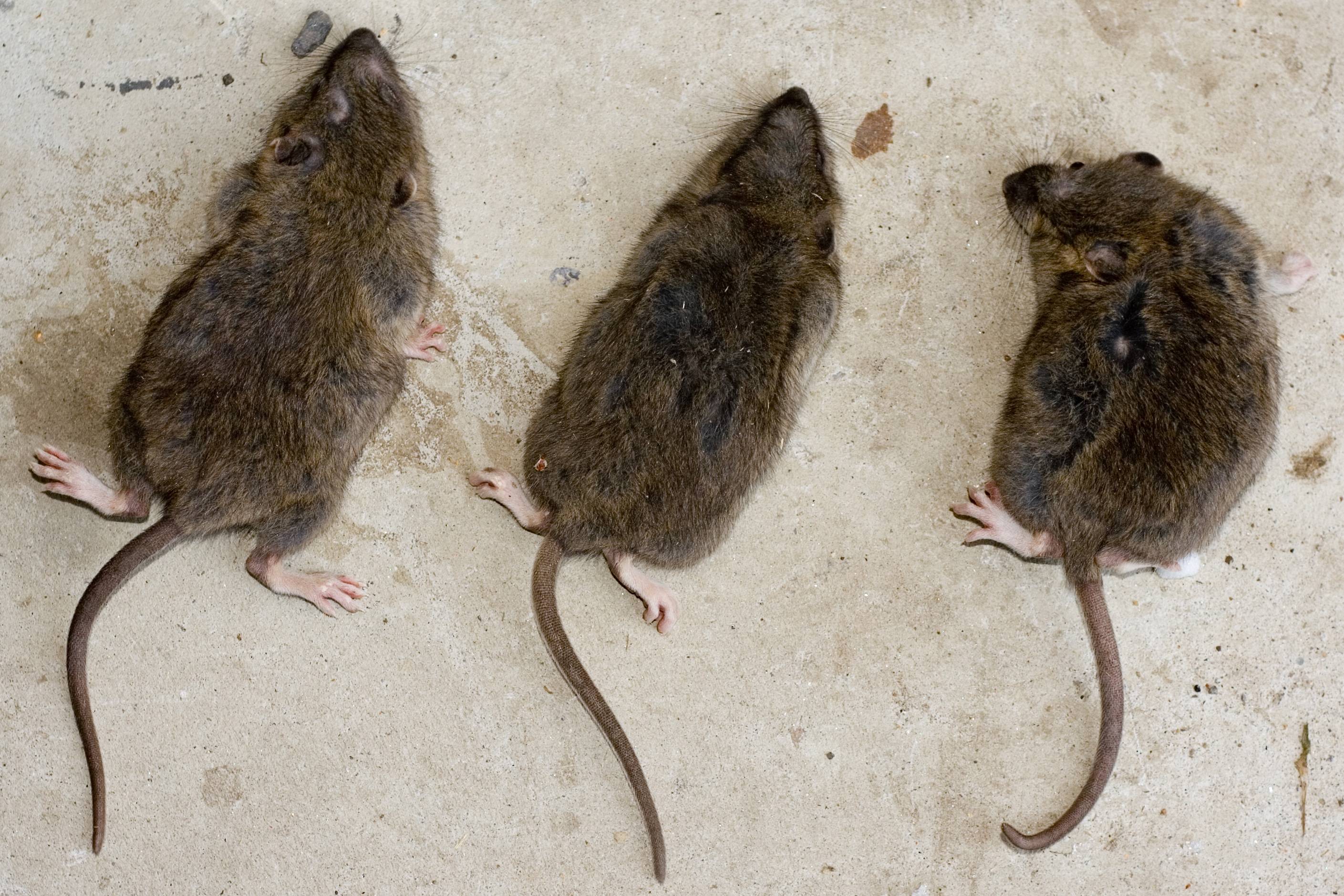 Домовые мыши: описание, виды и фото, способы борьбы