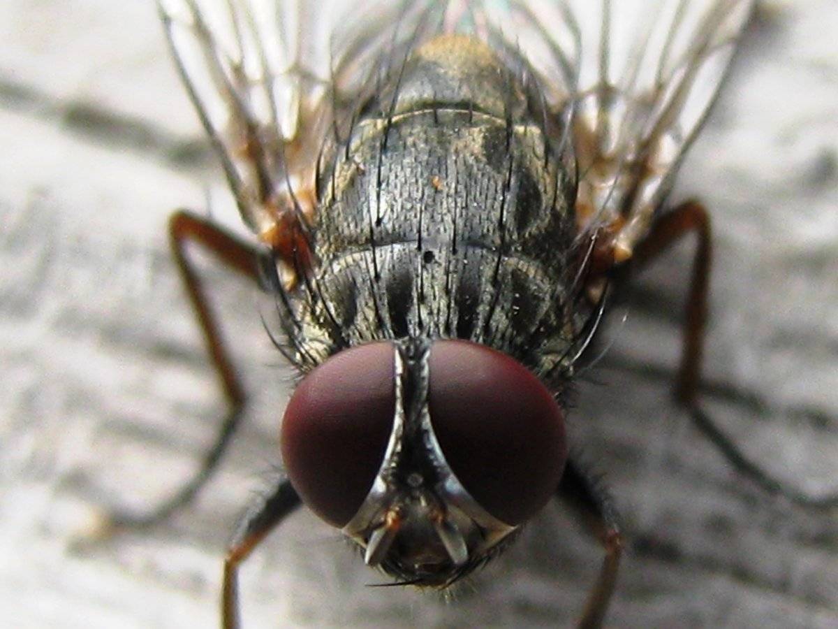 Как устроен глаз у мухи. сколько кадров в секунду видит муха и сколько у неё глаз. особенности зрительных способностей мух