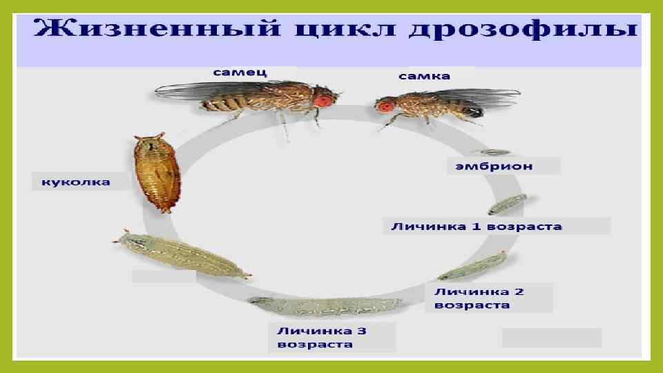 Комнатная муха: питание, образ жизни, места обитания