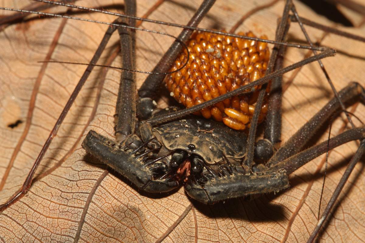 Воронковый паук - | описание, фото и видео