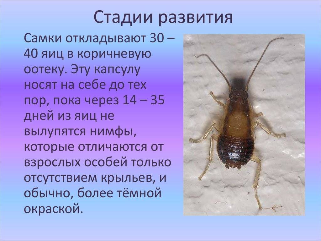 Виды тараканов: какие бывают в квартире