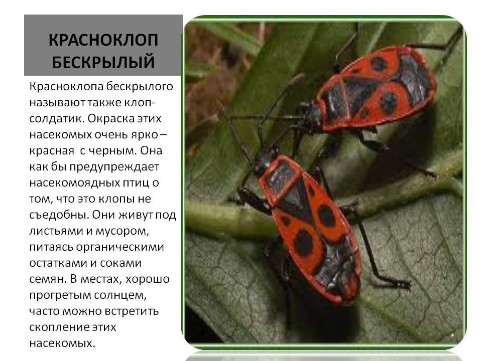 Клоп солдатик: фото жука, описание, методы борьбы с вредителем