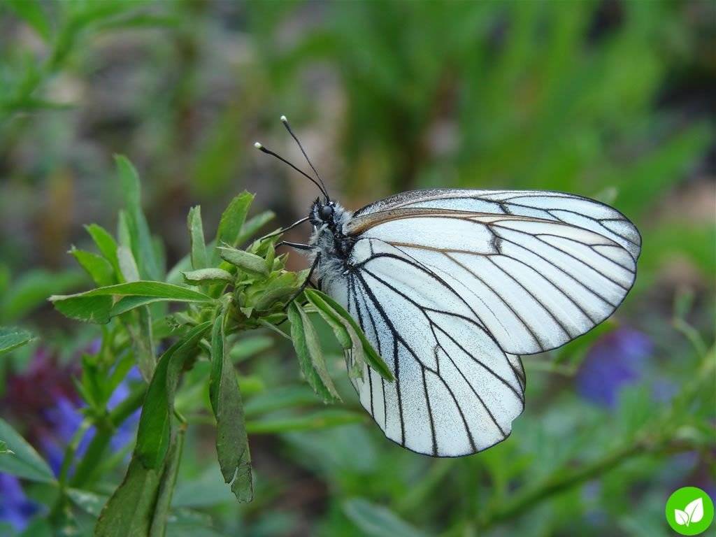 Капустница бабочка насекомое. описание, особенности, виды и фото капустницы | живность.ру