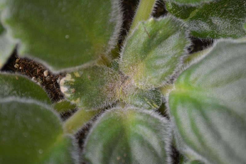 Борьба с клещом на фиалках - домашние растения