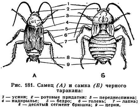 Строения таракана бог создал совершенное насекомое