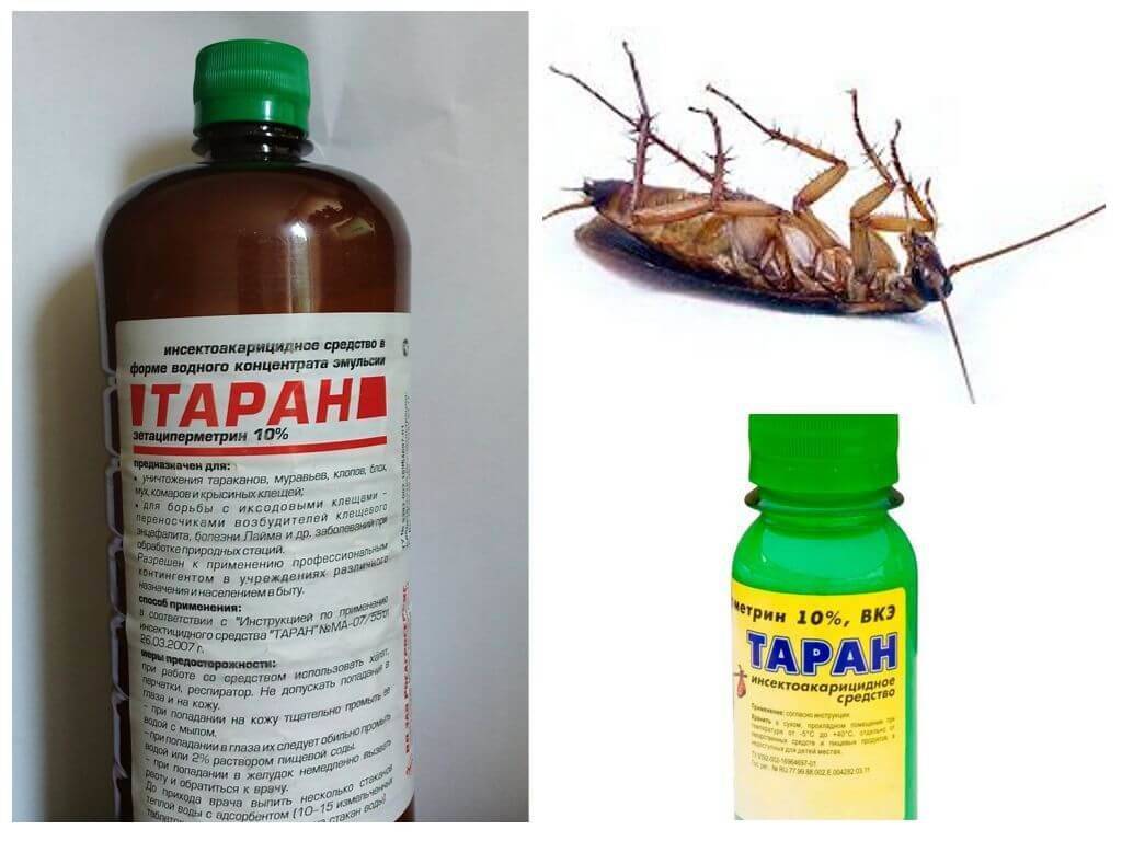 Лучшее средство от тараканов в квартире - эффективное и безопасное