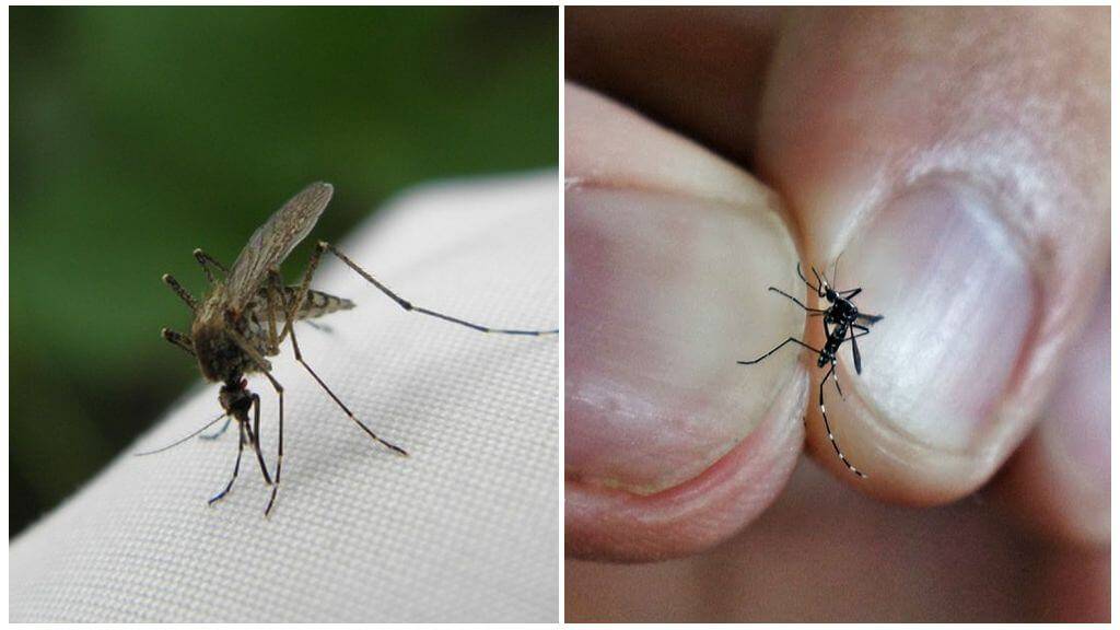 Сколько живут комары в природе и в квартире, жизненный цикл насекомого, вид развития