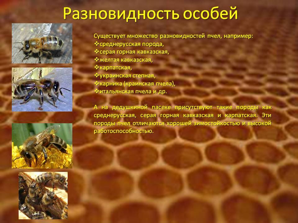 Пчелиные улья: разновидности и особенности выбора. 130 фото лучших современных моделей