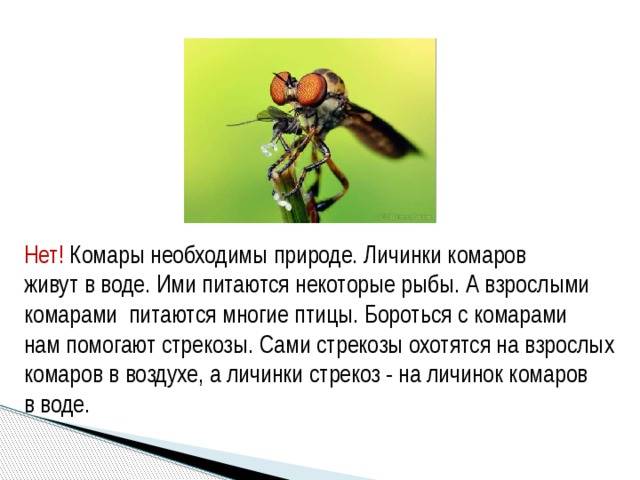 Кто питается комарами и их личинками. Кто питается комарами. Кто ест комаров. Какие насекомые питаются комарами. Какие животные питаются комарами.