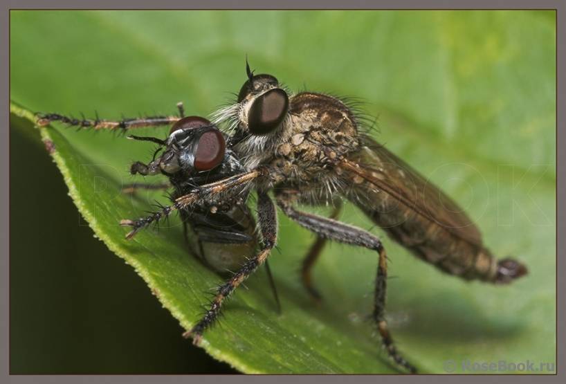 Самая большая муха в мире: характеристика и фото
