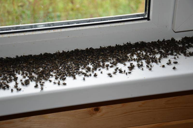 Откуда зимой берутся мухи в доме и как избавиться от мух и от мошек?