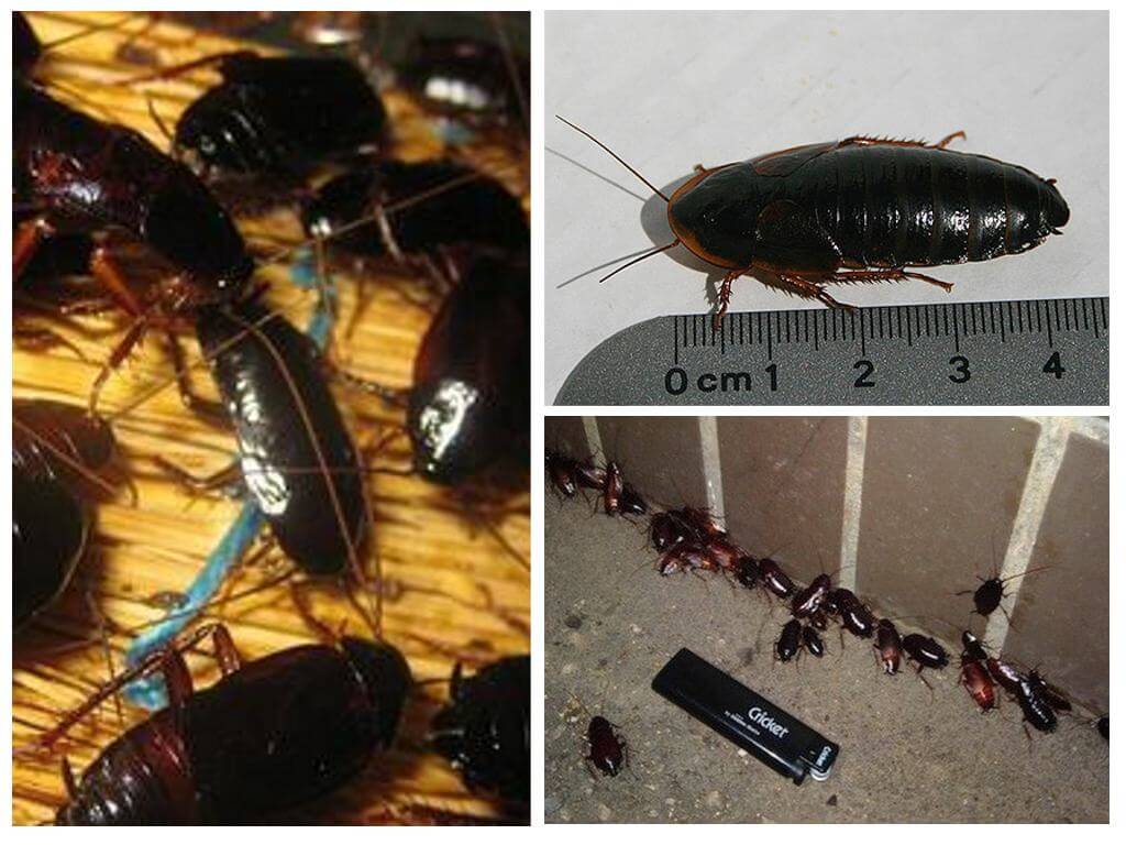 Как избавиться от больших черных тараканов в квартире?
