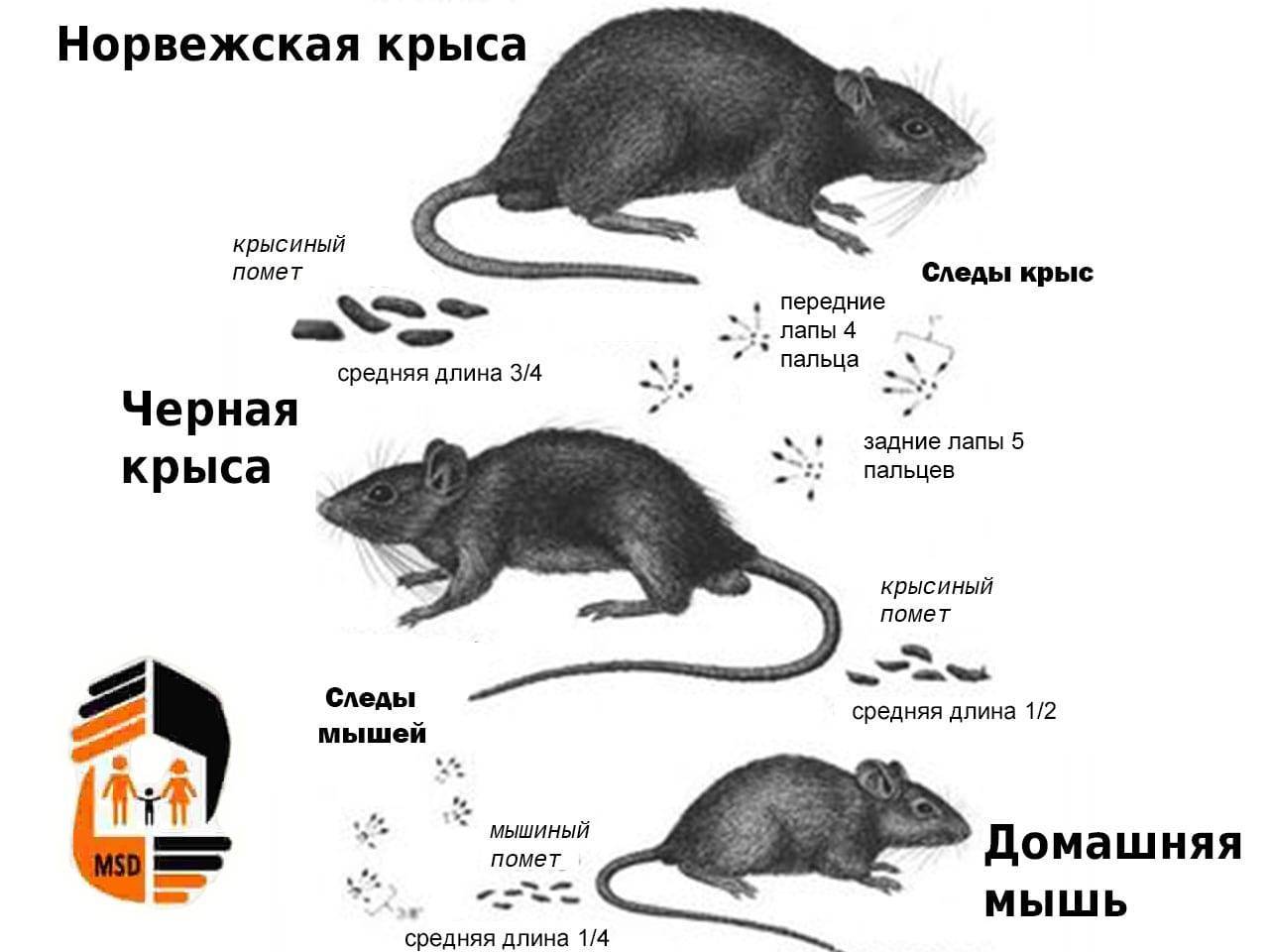 Могут ли крысы и мыши быть полезными, почитаемыми и съедобными? | животные