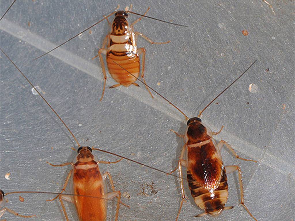 Виды тараканов - какие бывают, фото как выглядят, опасные и безопасные, различия и сходство, как бороться