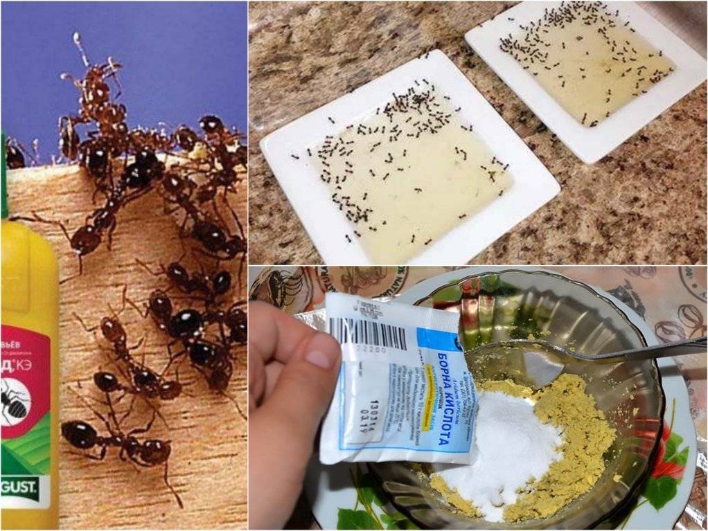 Как избавиться от муравьев уксусом - эффективная борьба в домашних условиях