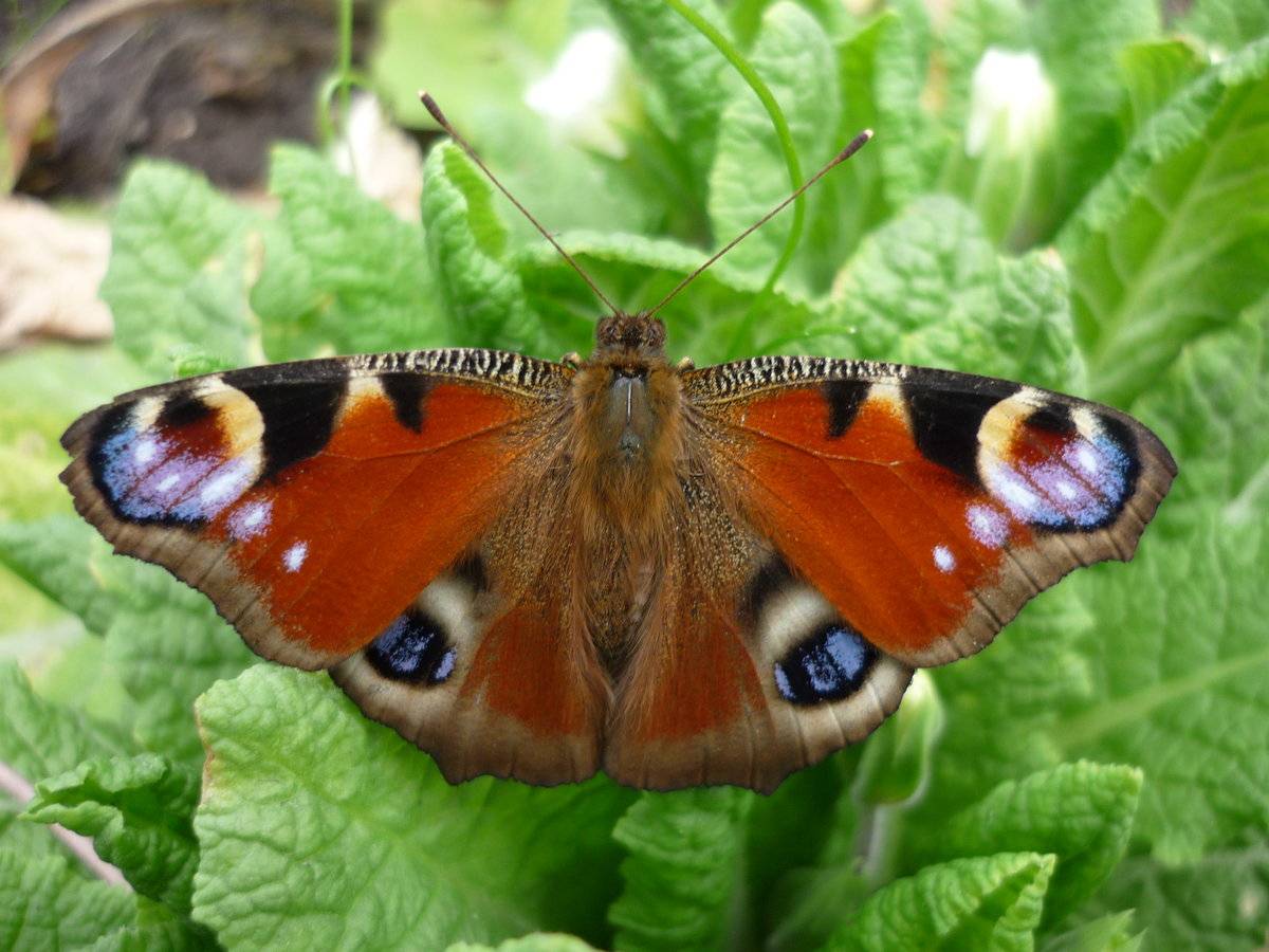 Как зимует бабочка павлиний глаз: раскрываем секреты насекомого