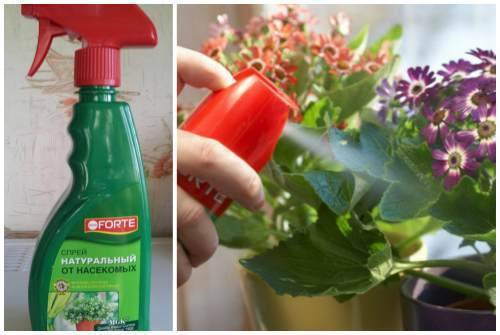12 способов избавиться от мошек в цветочных горшках