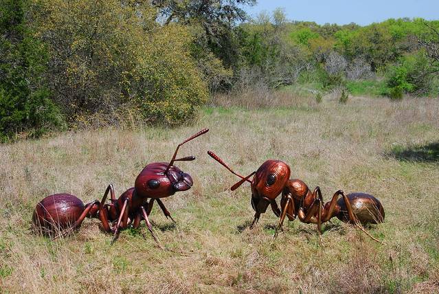 Динозавровый муравей. Динопонера гигантская муравей. Африканский муравей гигант. Муравей Голиаф. Самый большой муравей.
