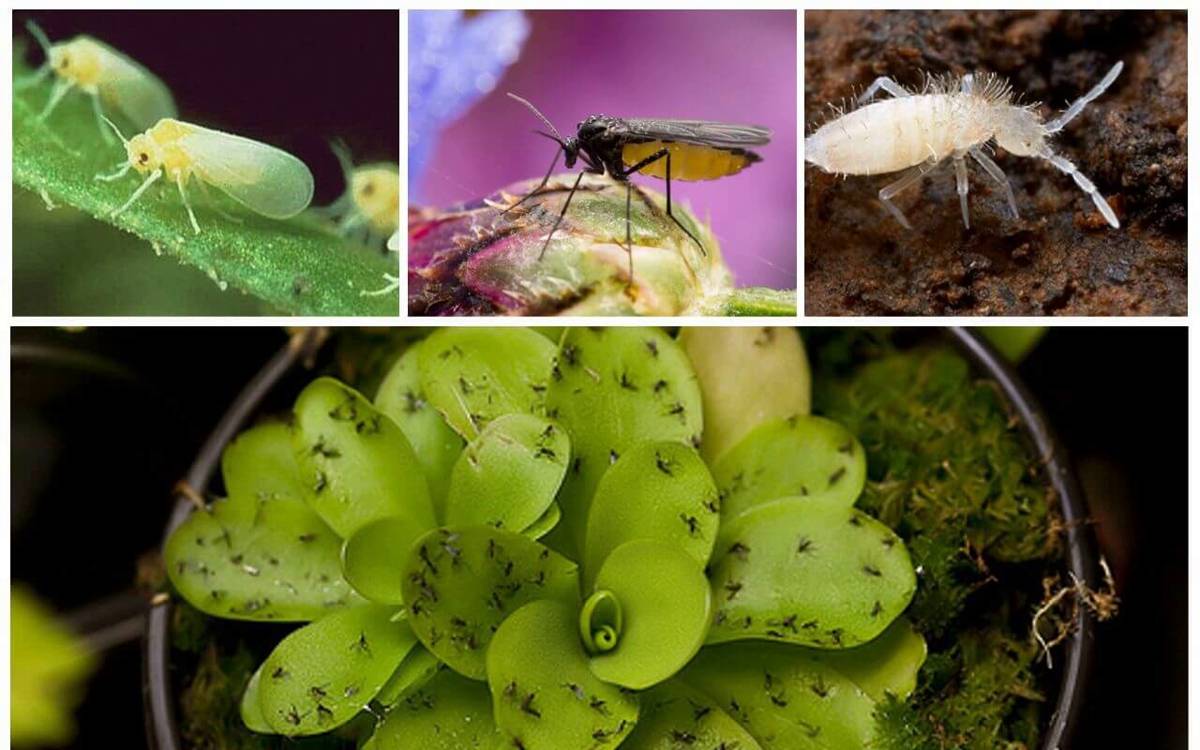 Избавиться от муравьев на цветах: вывести насекомых в цветочных горшках