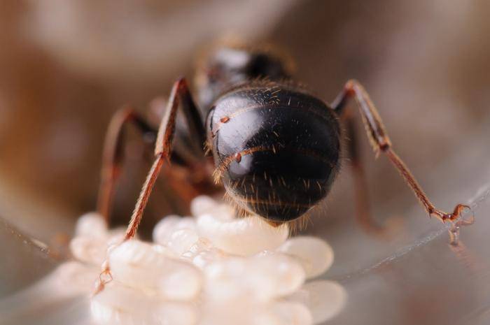 Борьба с клещами у муравьёв | клуб любителей муравьев