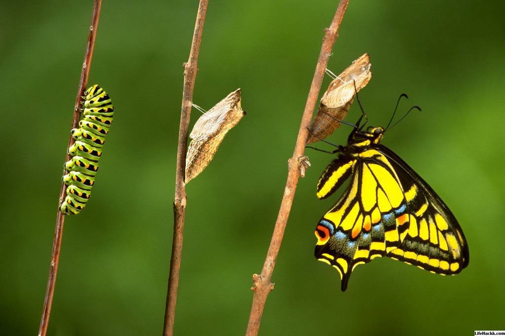 Бабочка – описание, виды, чем питается, где обитает, фото