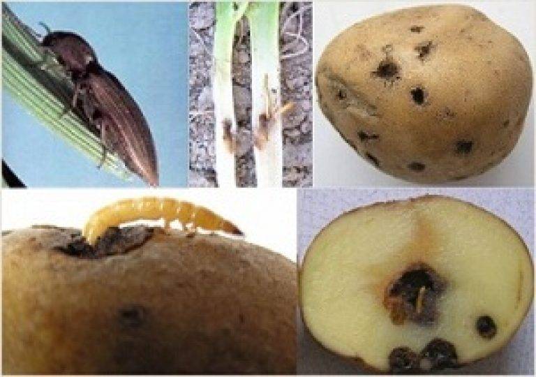 Вредители картофеля: фото, описание и лечение