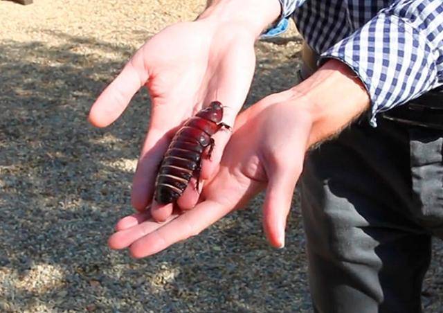 Как живут самые большие тараканы в мире