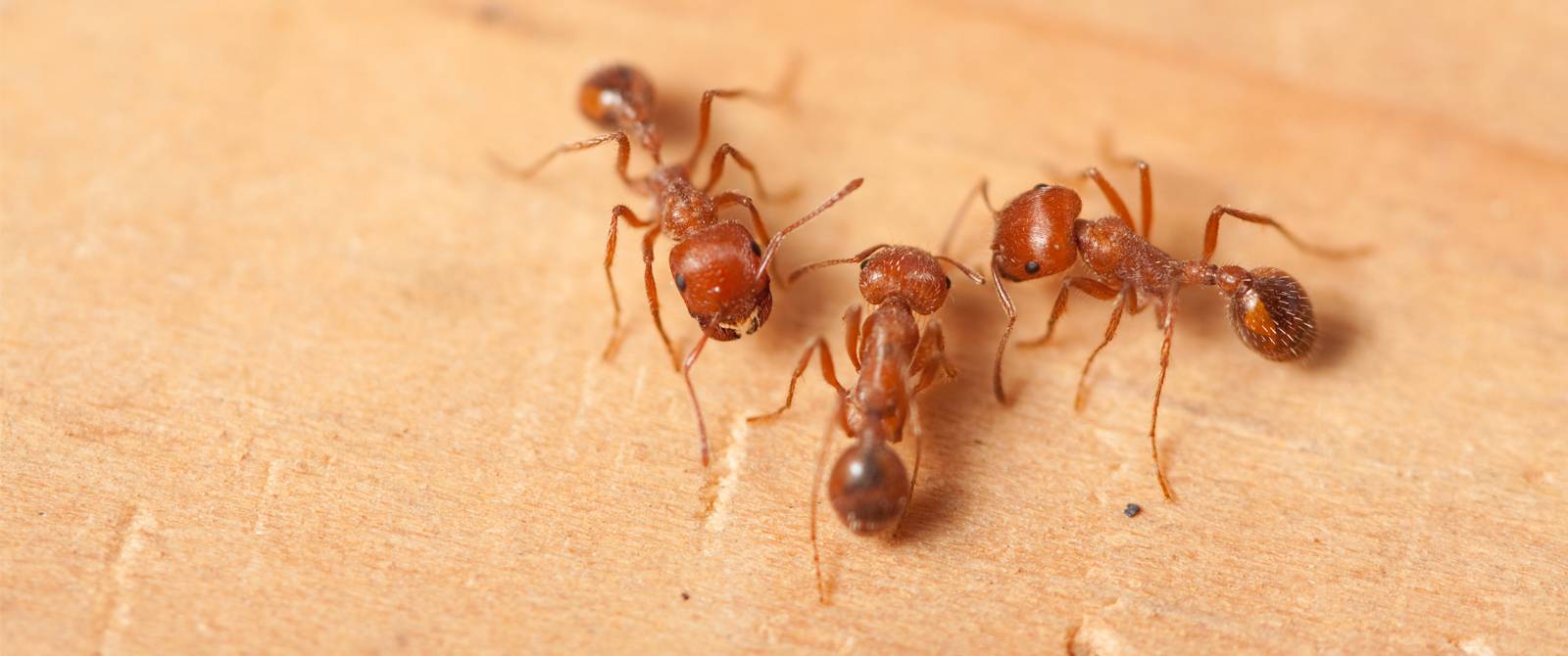 Фараоновы муравьи – вред, как размножаются и как быстро уничтожить