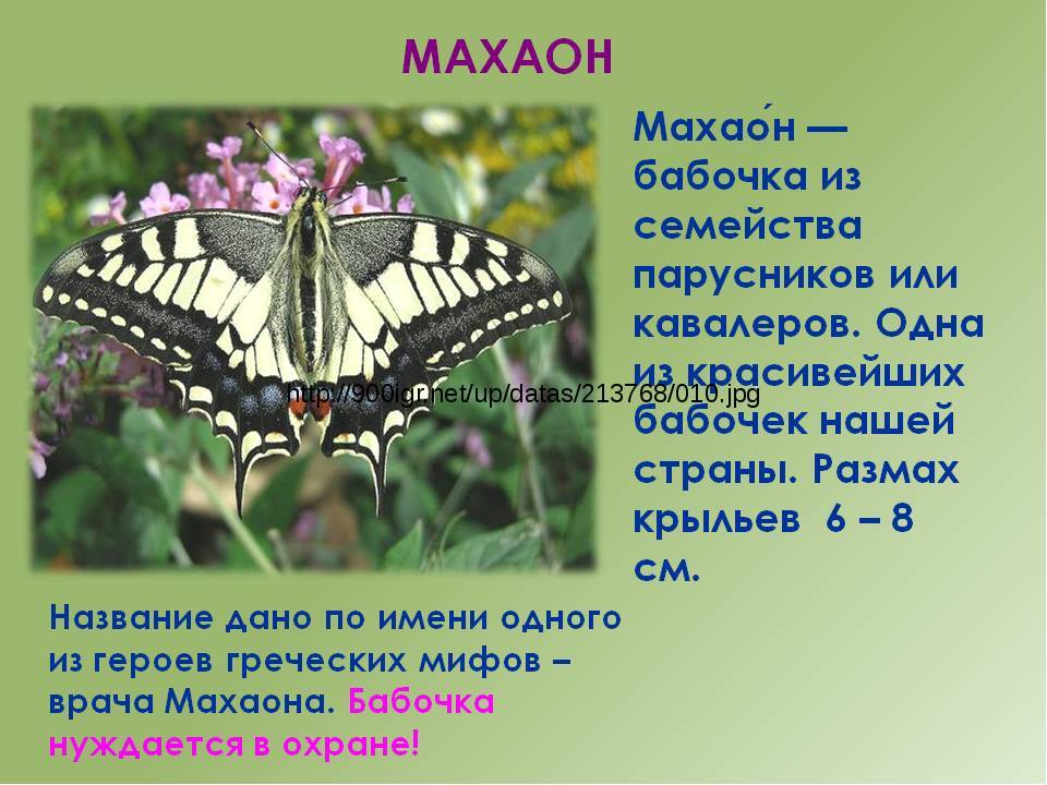 Бабочка махаон: питание, образ жизни, места обитания