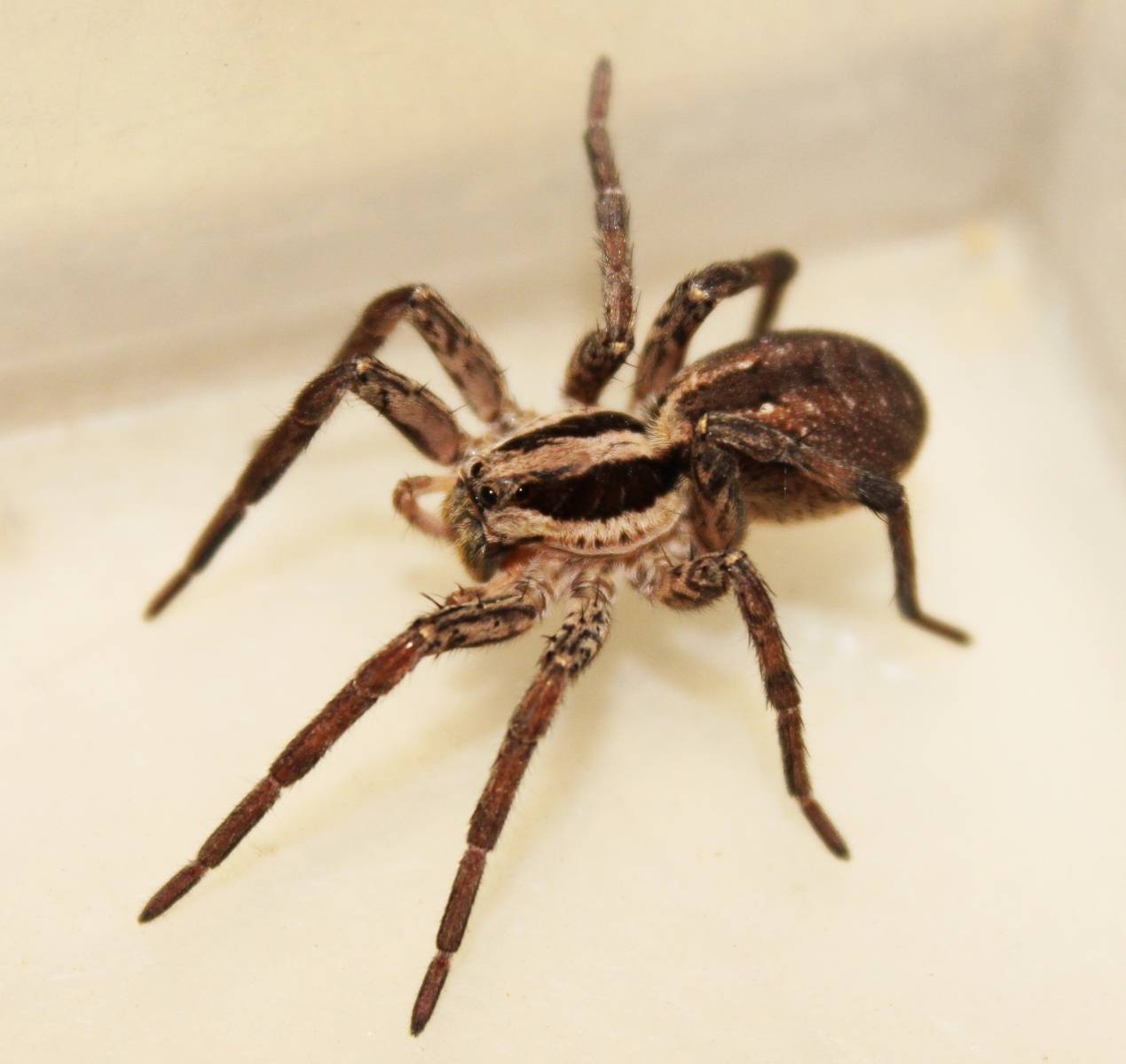 Саратовцы стали чаще находить огромных тарантулов на улицах: ученый пояснил, с чем это связано, стоит ли их бояться и предупредил о возможных визитах пауков в дома — иа «версия-саратов»
