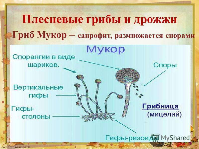 Схема строения мукора