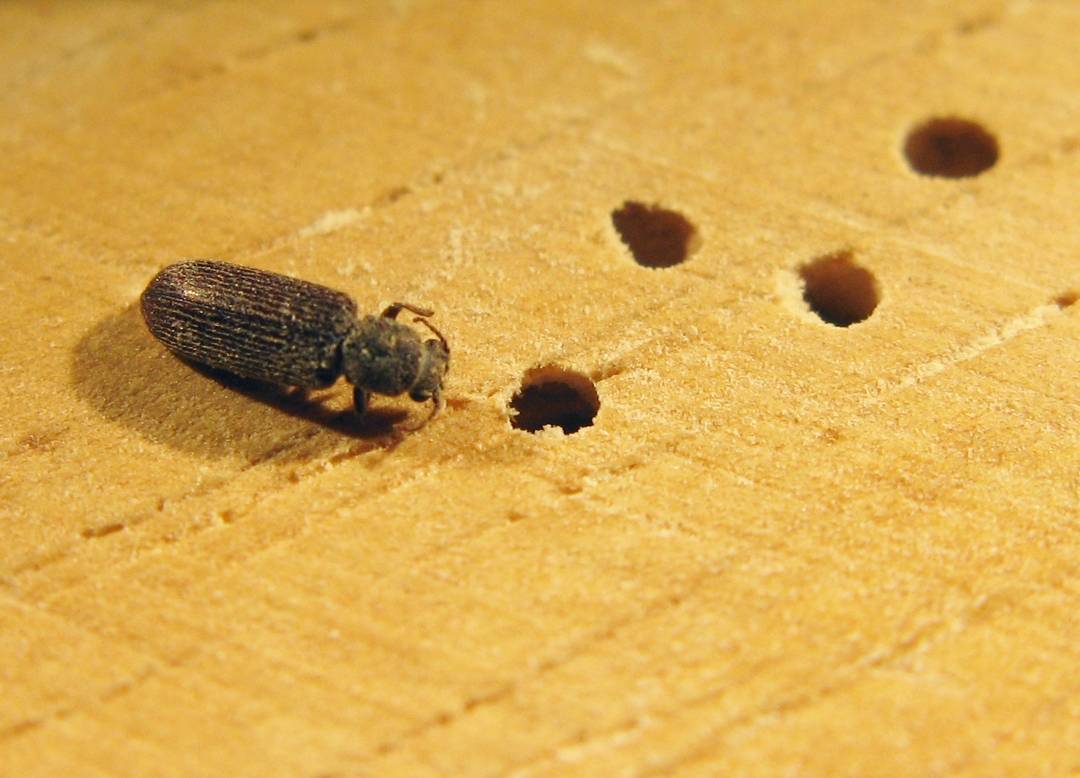 Жук точильщик: как избавиться в доме и квартире, виды жуков