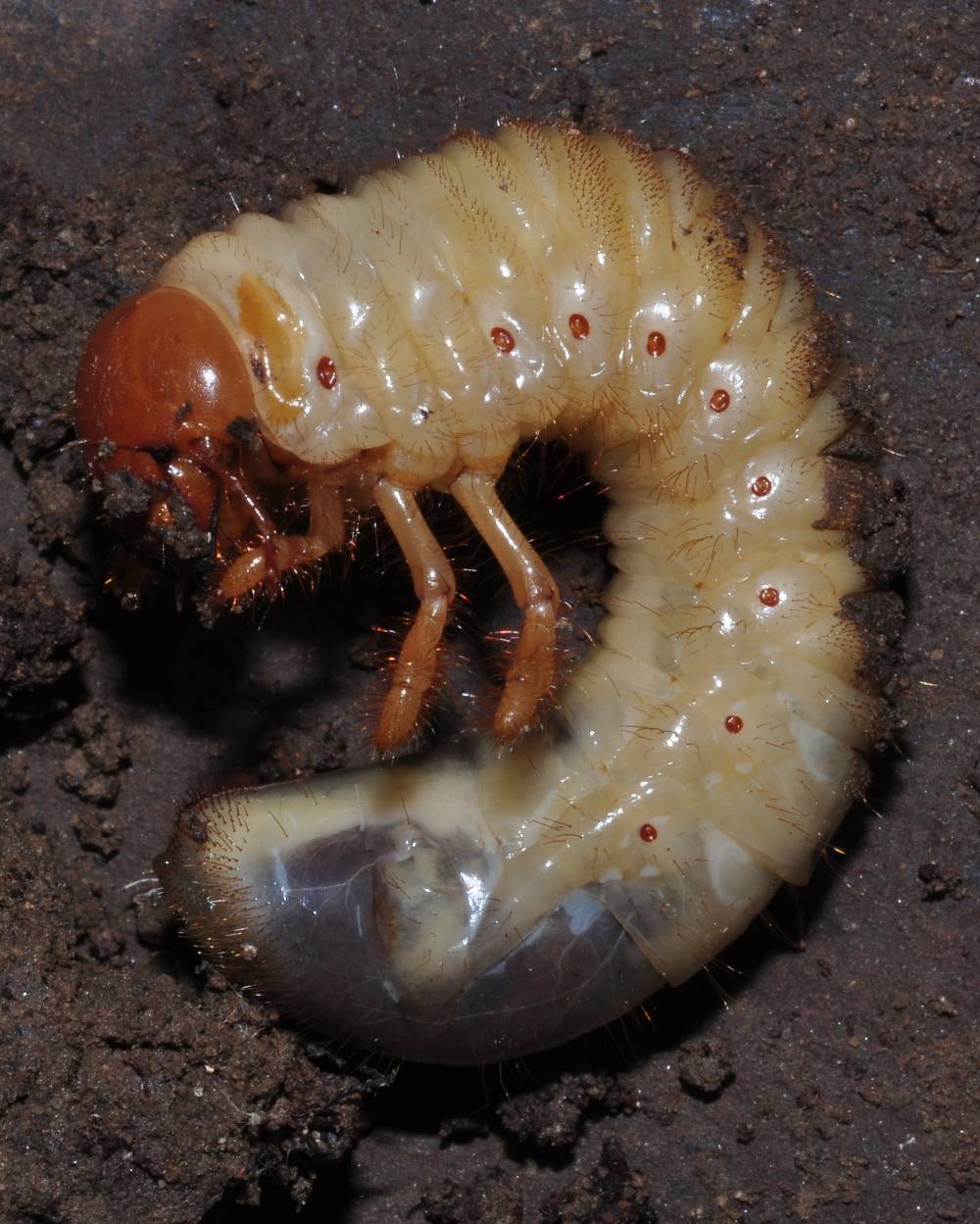 Фото личинок майского. Личинка хруща майского. Хрущ Жук личинка. Хрущ личинка майского жука.