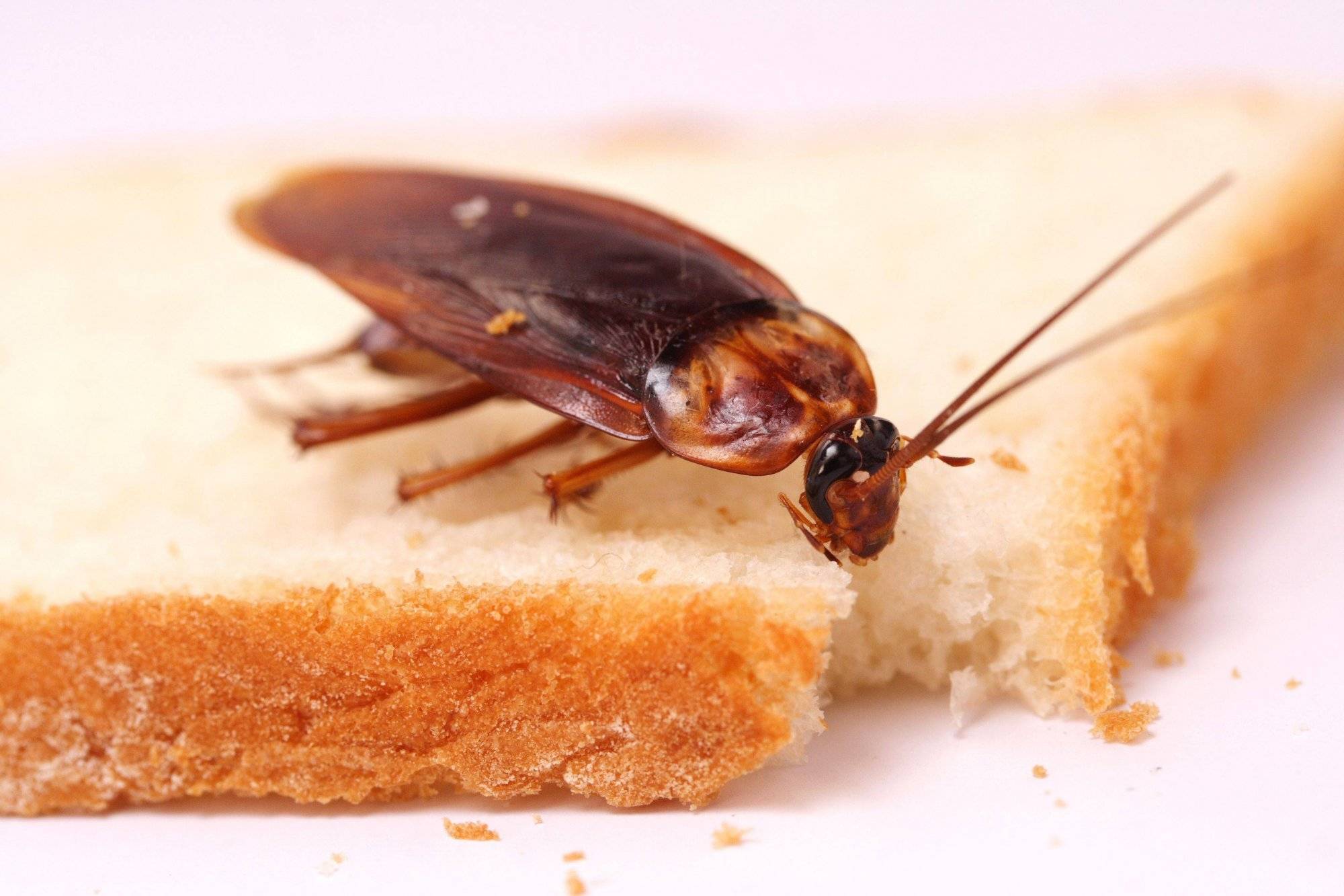 Где живут и чем питаются тараканы в квартире?