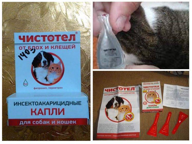 Капли чистотел для кошек: инструкция и показания к применению, отзывы, цена