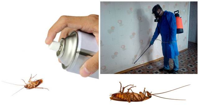 Как можно избавиться от тараканов в общежитии