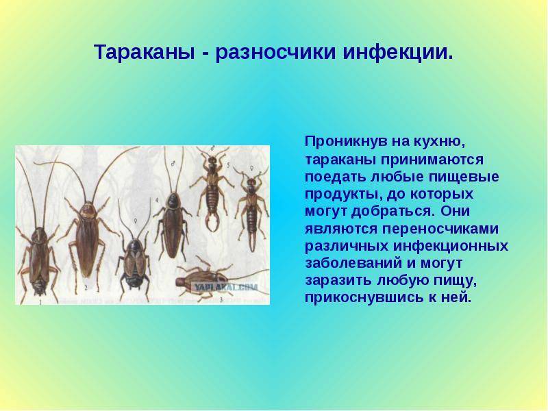 Чем опасны тараканы: может ли маленькое насекомое принести большие проблемы?