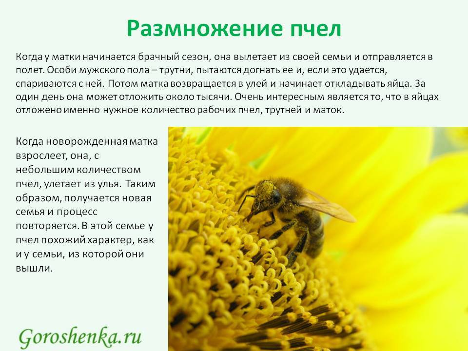 Особенности разведения и содержания пчел: с чего начать разведение пчел,лучшие способы и советы, подготовка пасеки, развод маток