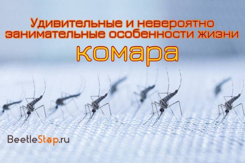 Сколько дней живет комар обыкновенный в квартире после укуса человека