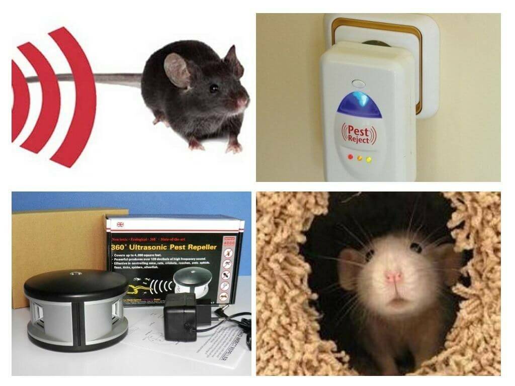 Крысы в частном доме